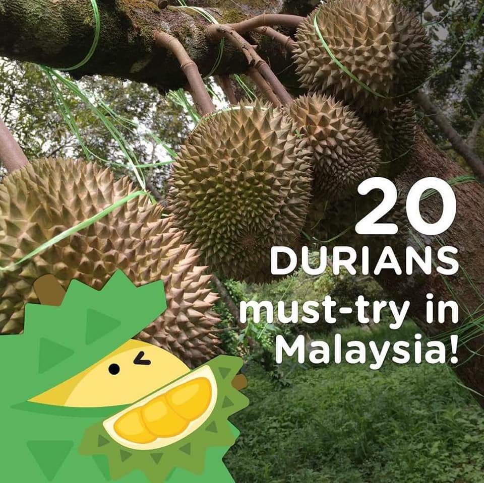The Best Durian in Malaysia You Must Try!