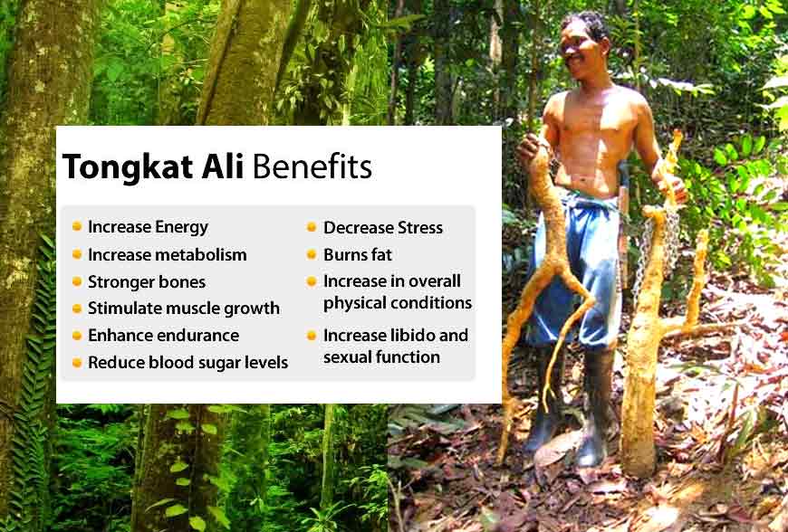 Tongkat Ali Miraculous Effects for Male and Female